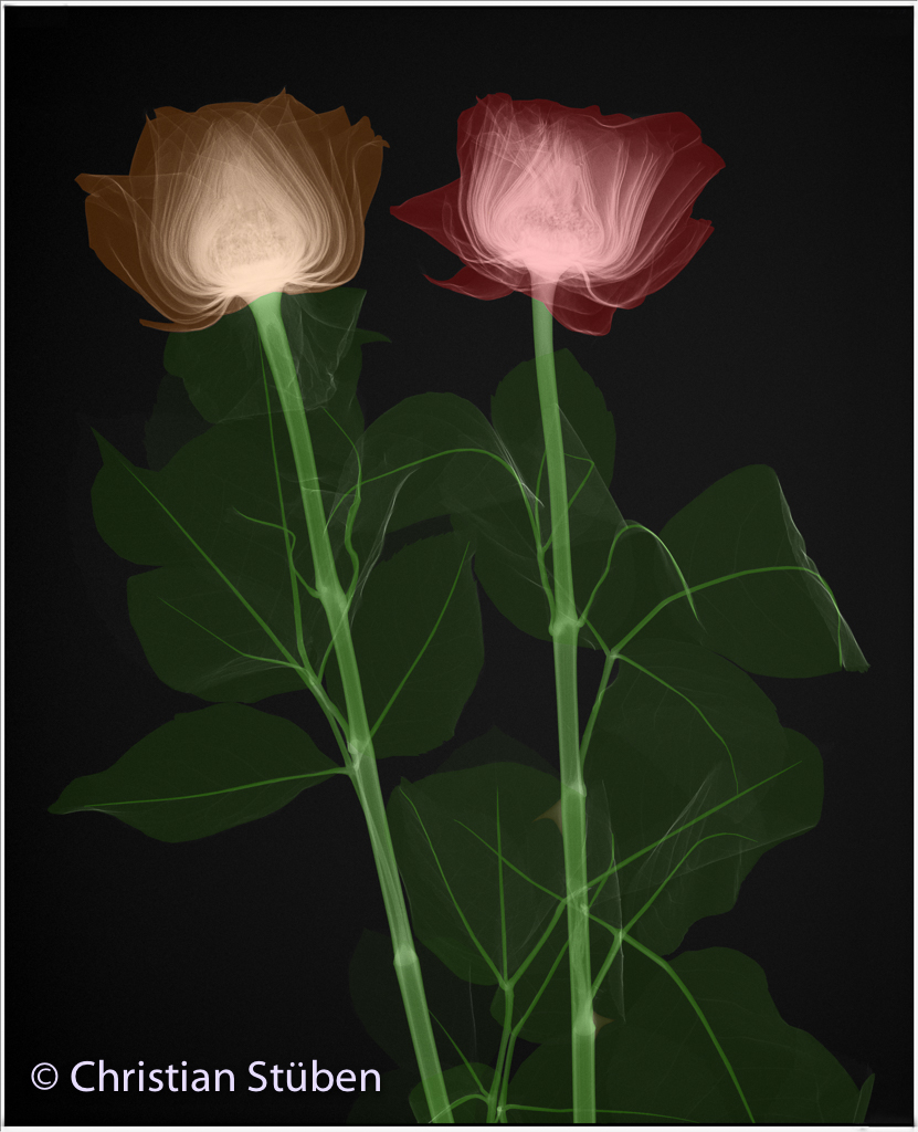 <font size=+1>Rey Rosa Ray</font>
